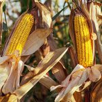 Nuestras mazorcas de maiz