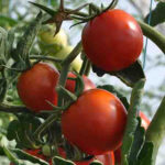 Nuestros tomates
